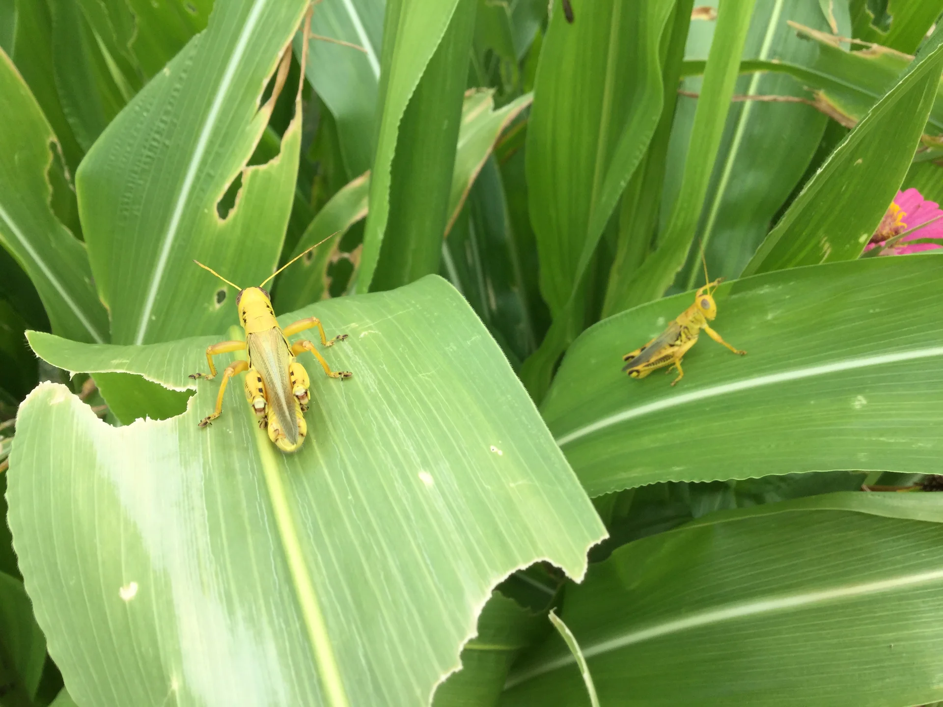Grasshoppers feeding on maize leaves in the field, with ragged chewing holes in the foliage