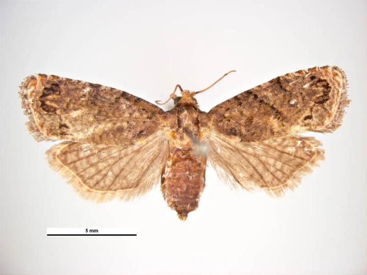 False codling moth