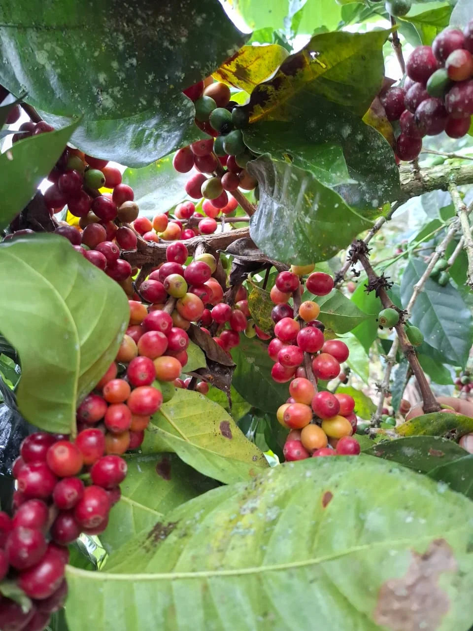 Arabica coffee