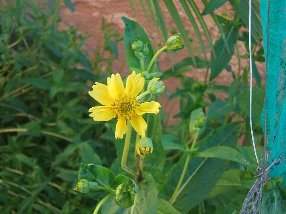 Niger seed (noug)