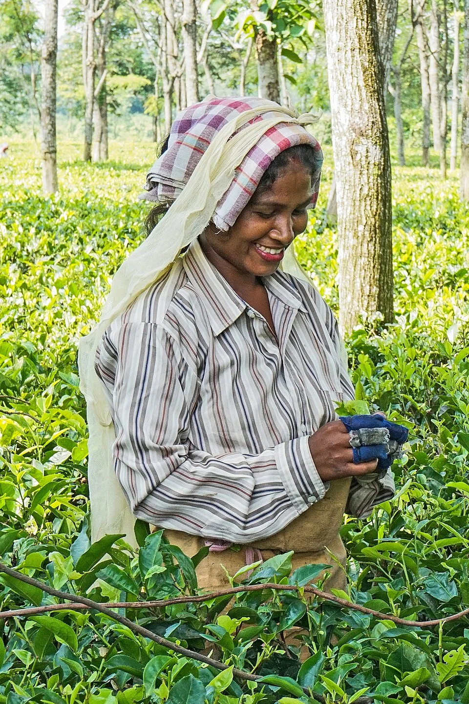 Tea
