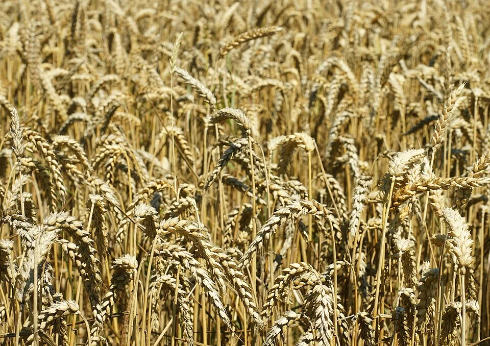 Wheat