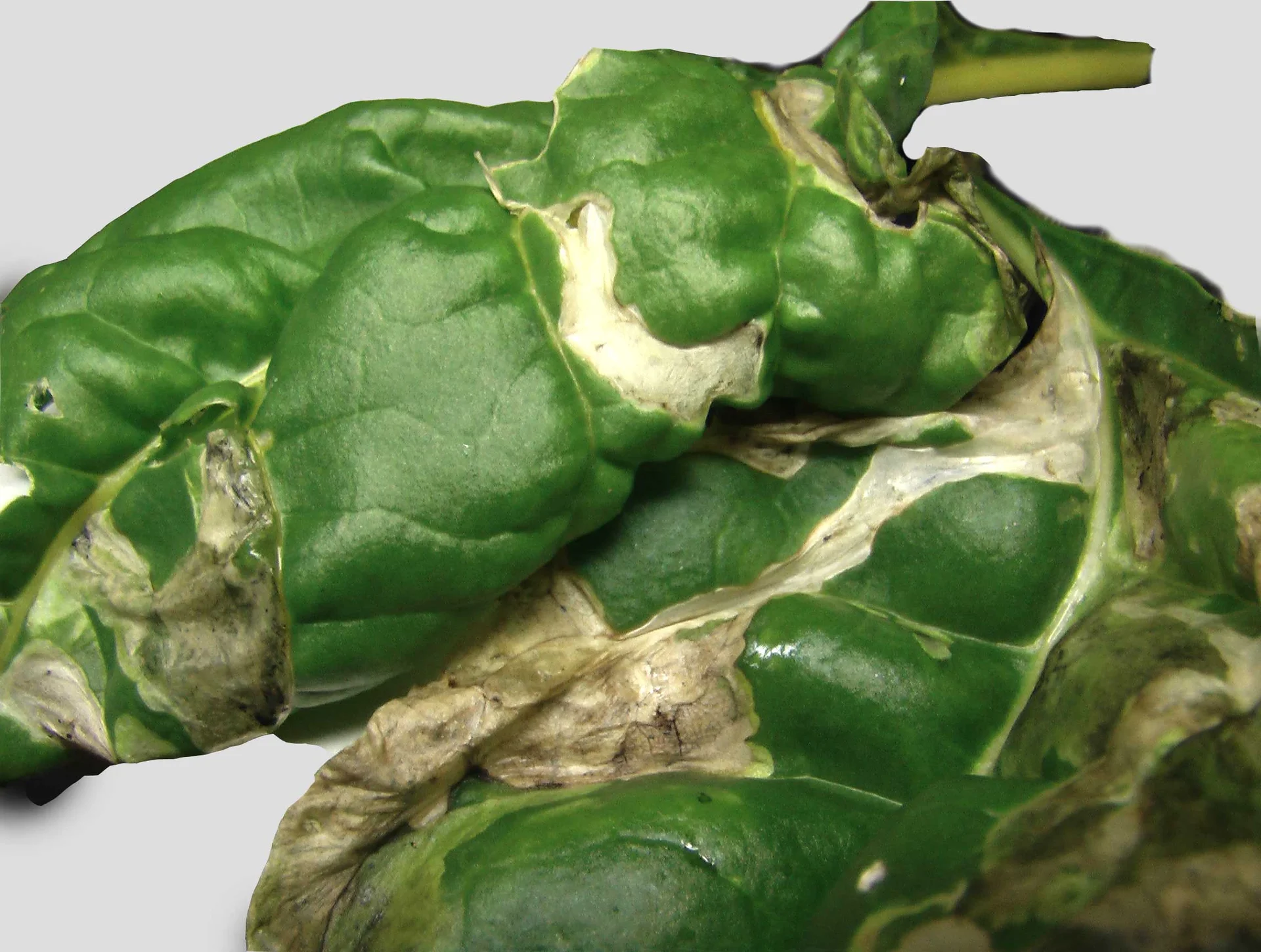 Pale, papery blister blotches of beet leaf miner damage on Swiss chard leaves