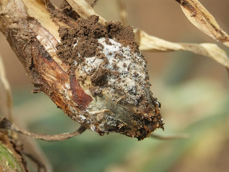 White rot