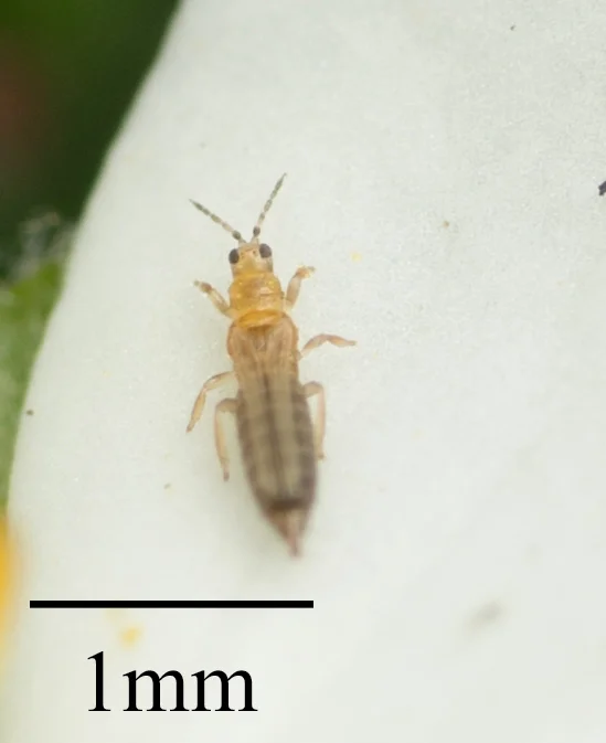 A single slender pale thrips, under 2 mm, shown next to a 1 mm scale bar