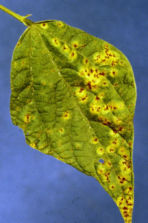Reddish-brown rust pustules with yellow haloes on a bean leaf