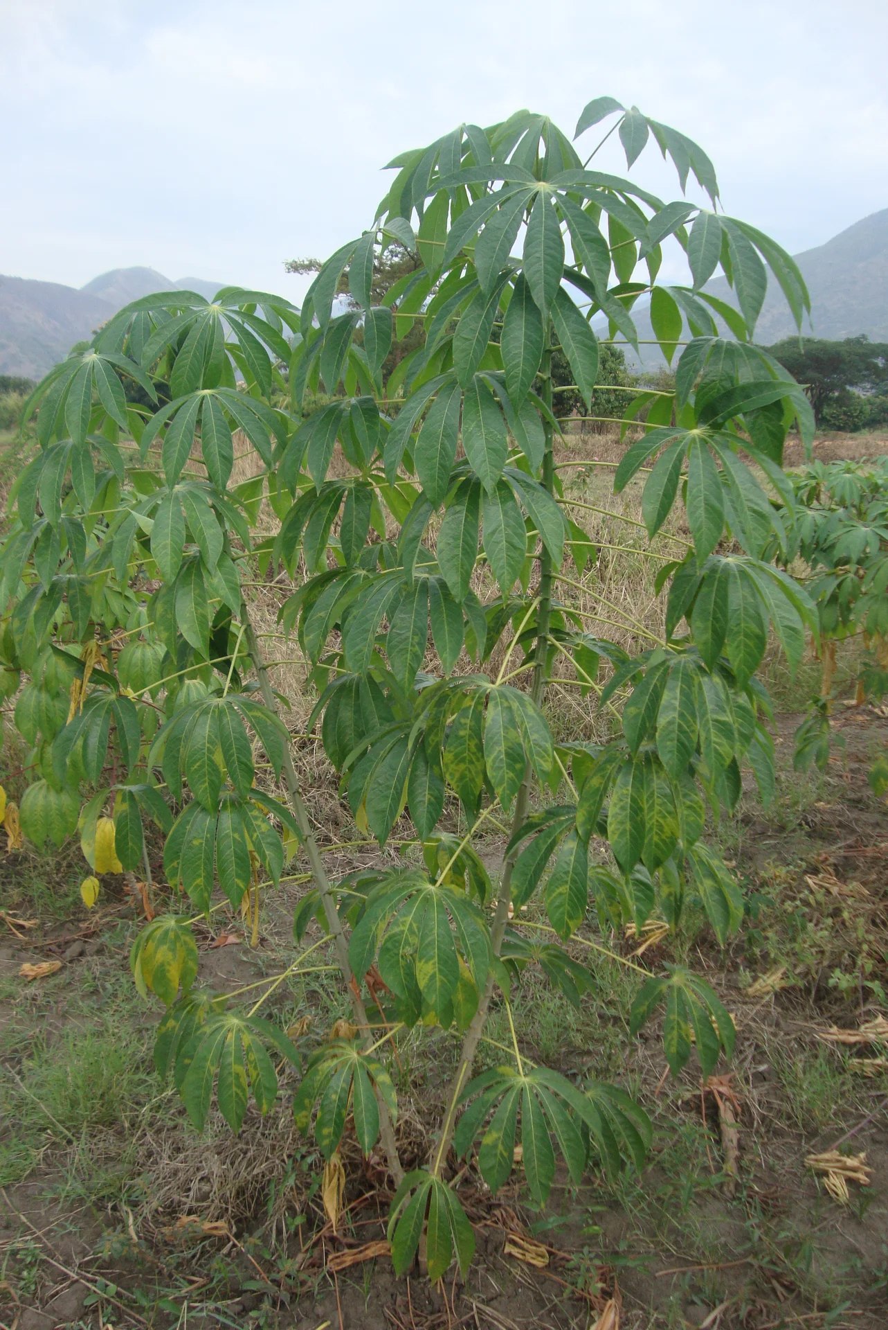Cassava plant in the field showing brown streak disease chlorosis: yellow blotching on the lower and mid leaves while the upper canopy stays green