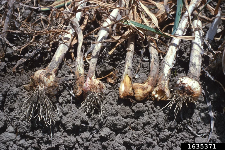 Garlic plants lifted from the soil with swollen, distorted, soft bulbs and browning necks caused by stem and bulb nematode
