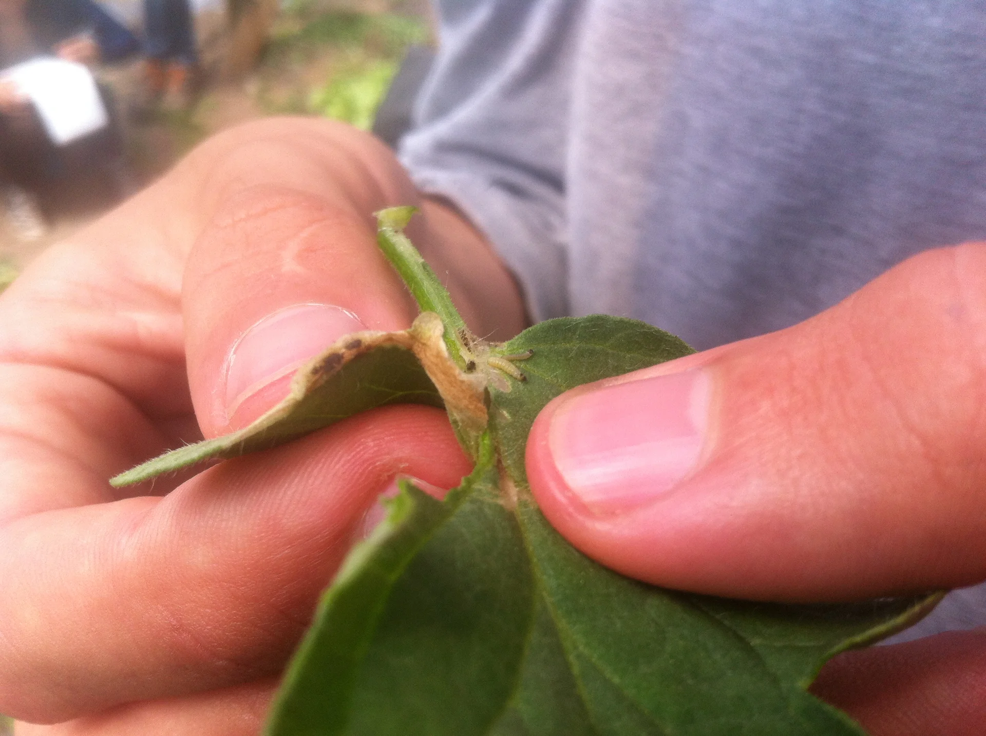 A tomato leaf held in the hand showing a brown papery leafminer mine on the leaflet, with a small caterpillar