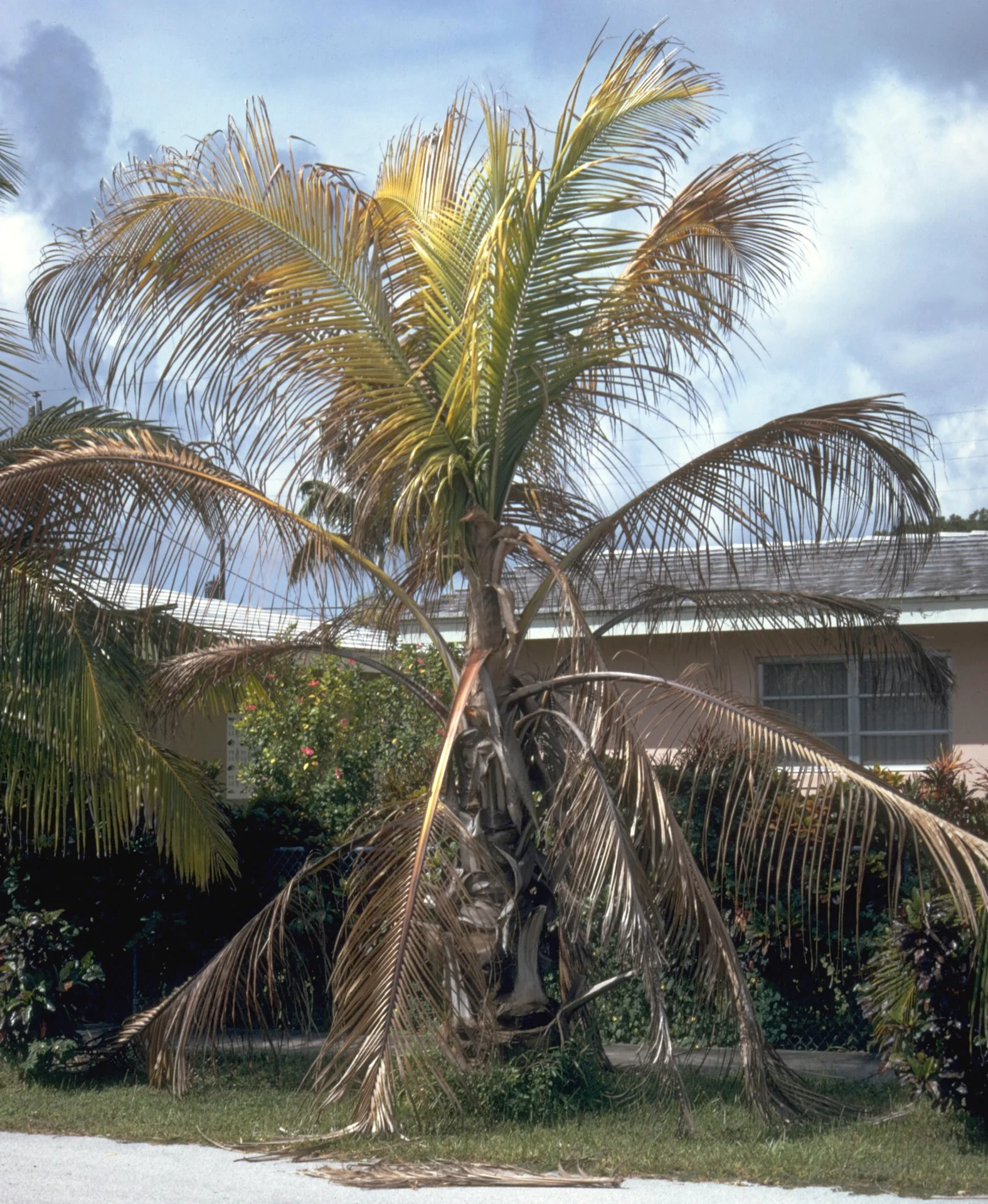 Coconut palm dying of lethal yellowing: older lower fronds turned golden-brown and drooping down against the trunk while the crown fades