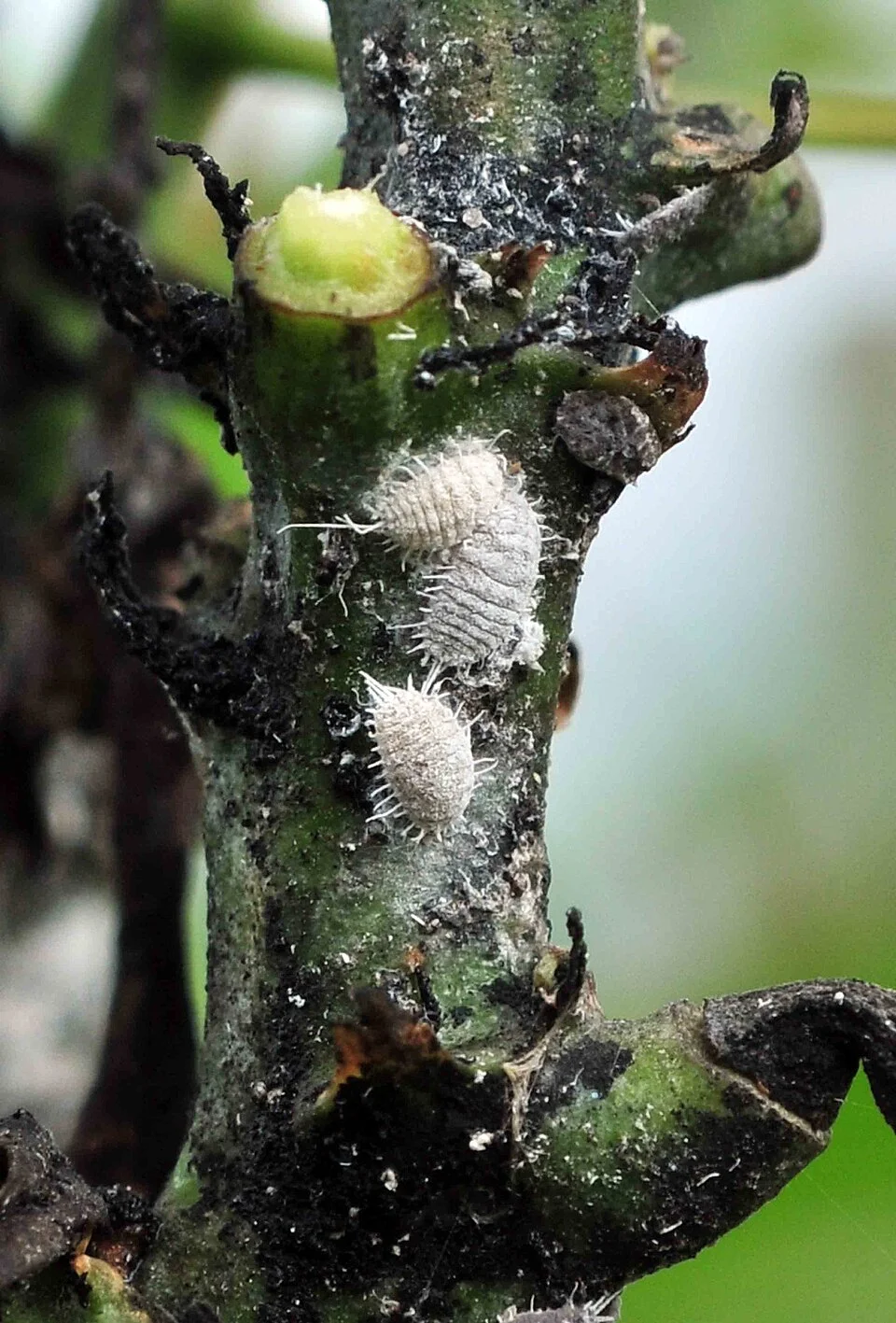 Cassava mealybug