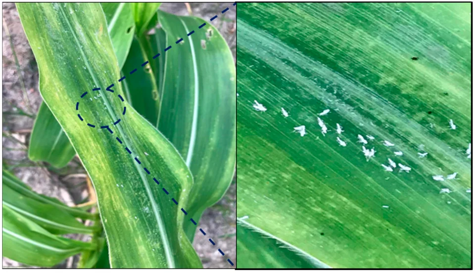 Maize streak virus
