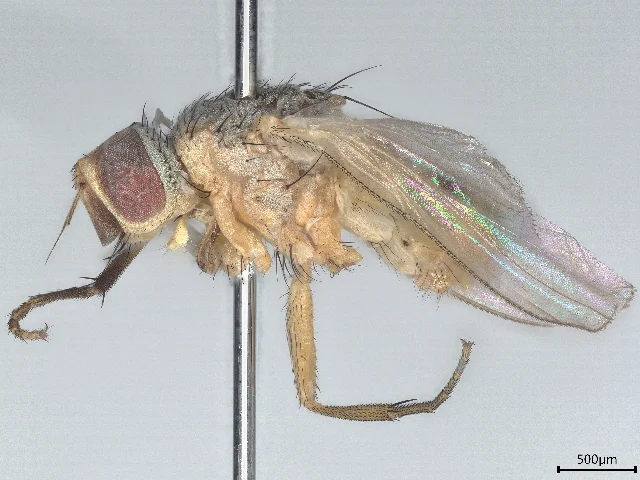 Adult Atherigona shoot fly, a small ash-grey fly a little smaller than a housefly (Atherigona soccata, the closely related sorghum shoot fly)
