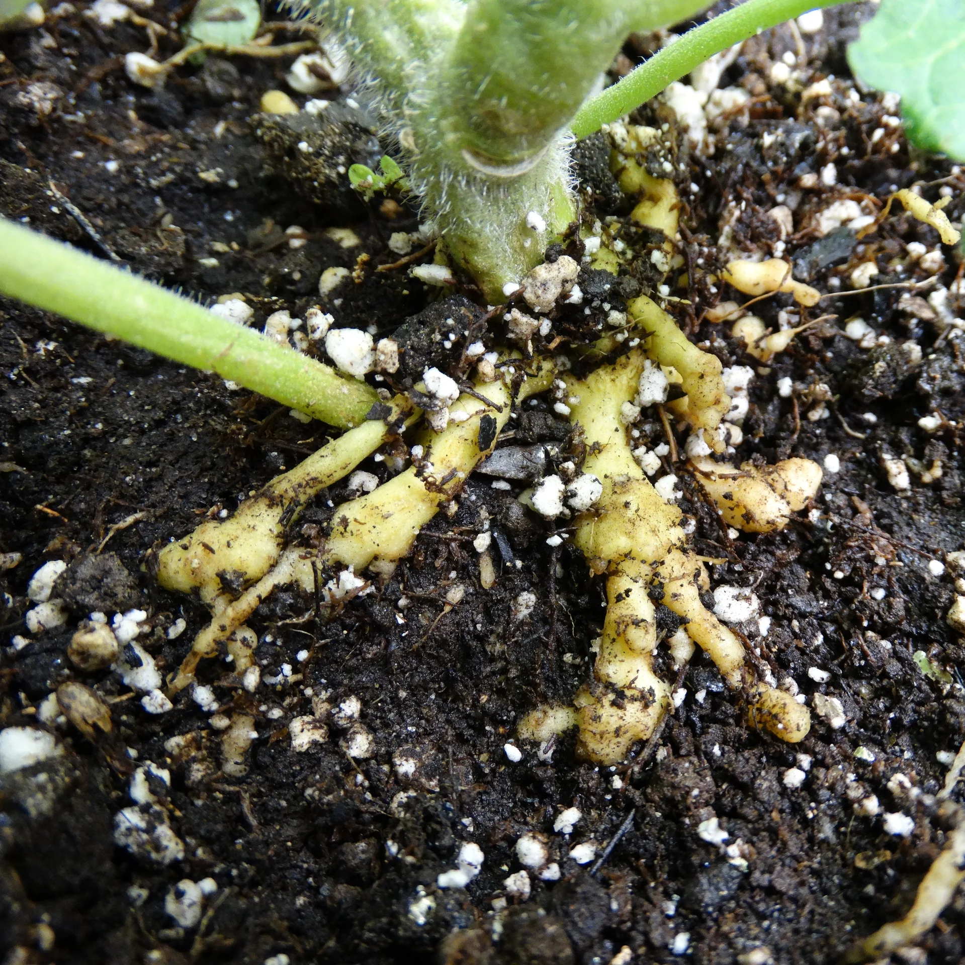 Tomato roots lifted from the soil showing knobbly beaded galls strung along them, caused by root-knot nematode