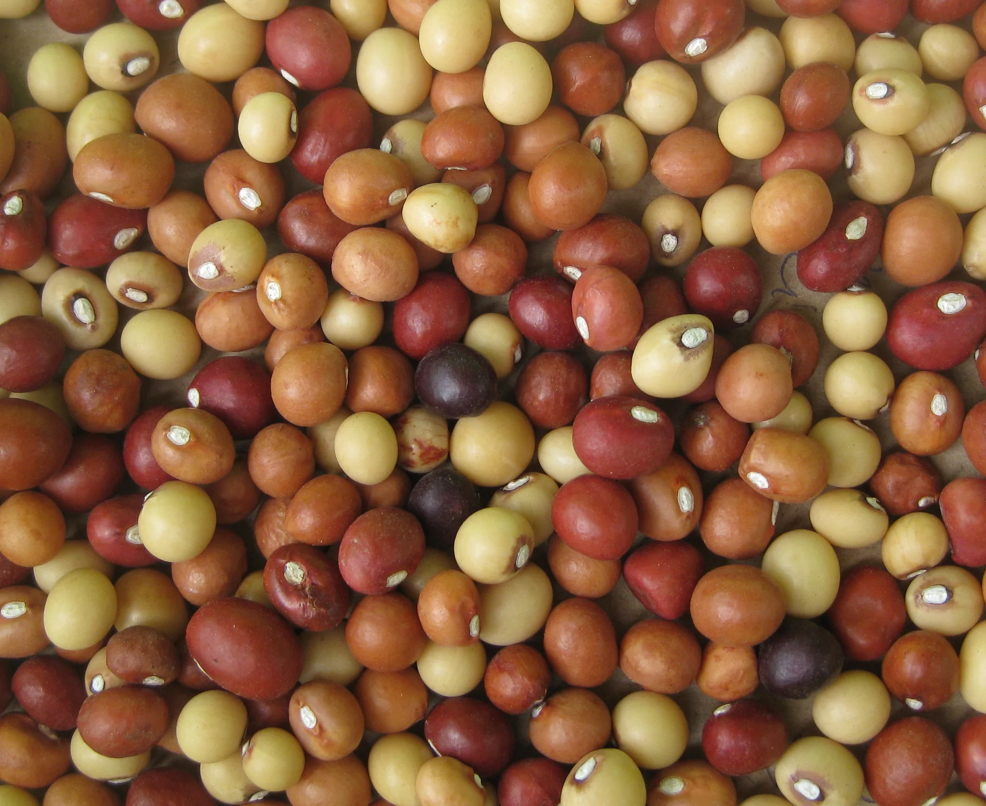 A pile of dried bambara groundnut seeds in the usual mix of cream, brown, red and black landrace colours