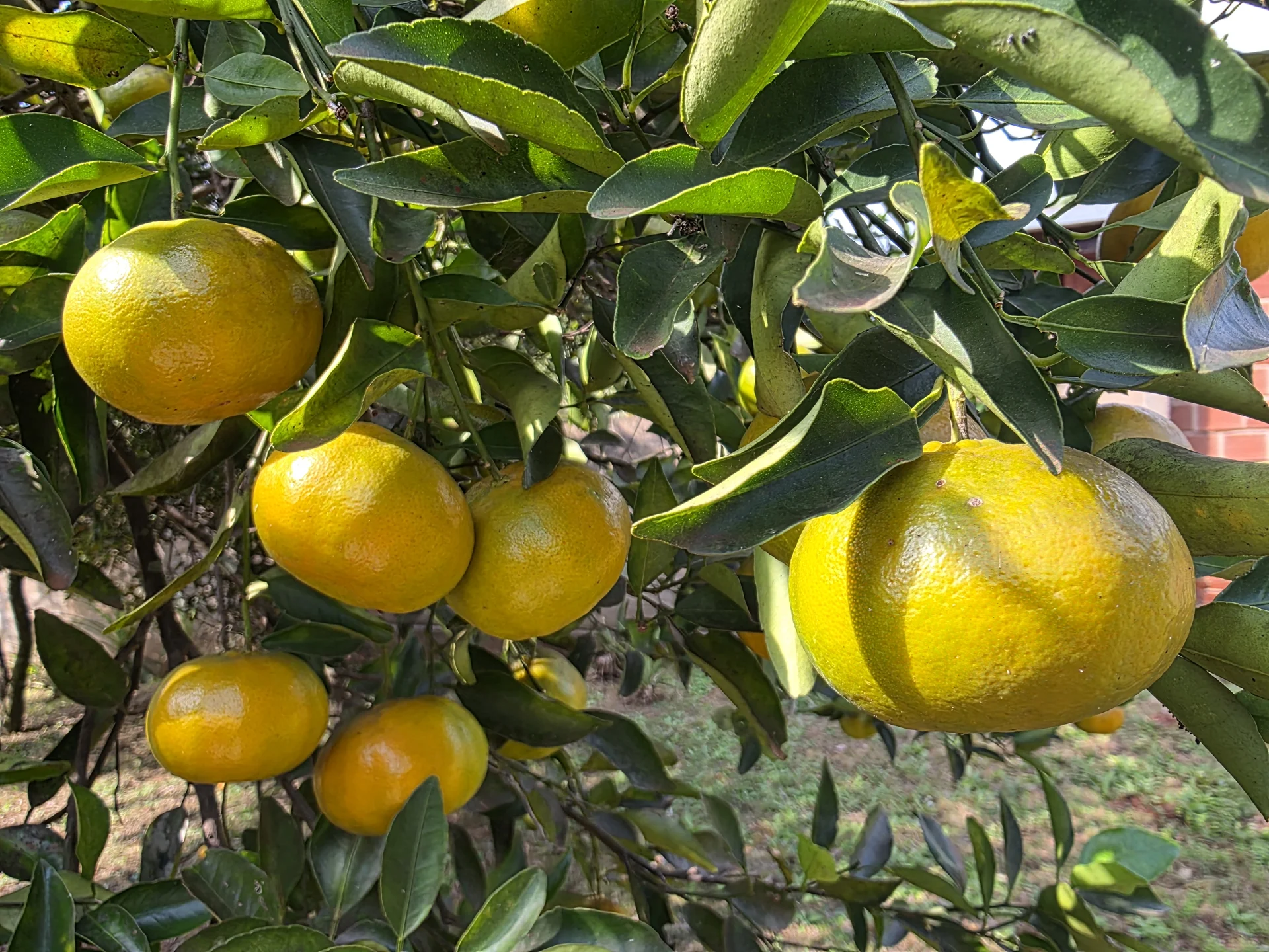 Ripe mandarins on the branch, ready for harvest