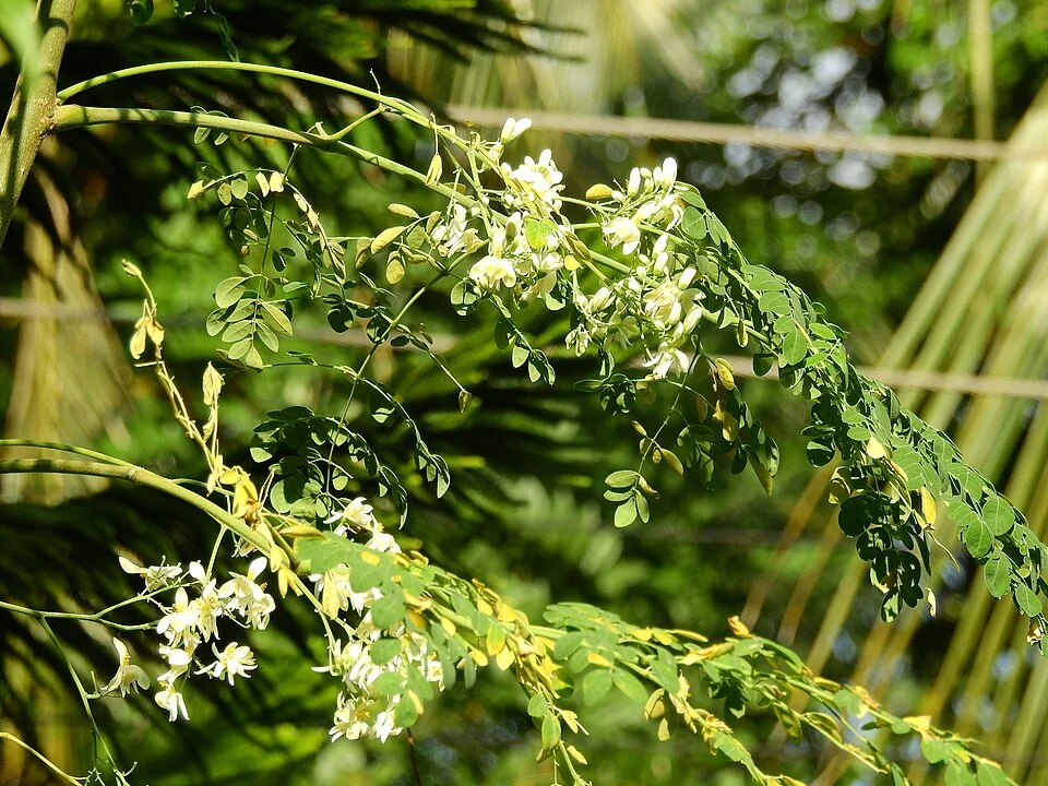 Moringa (drumstick tree)