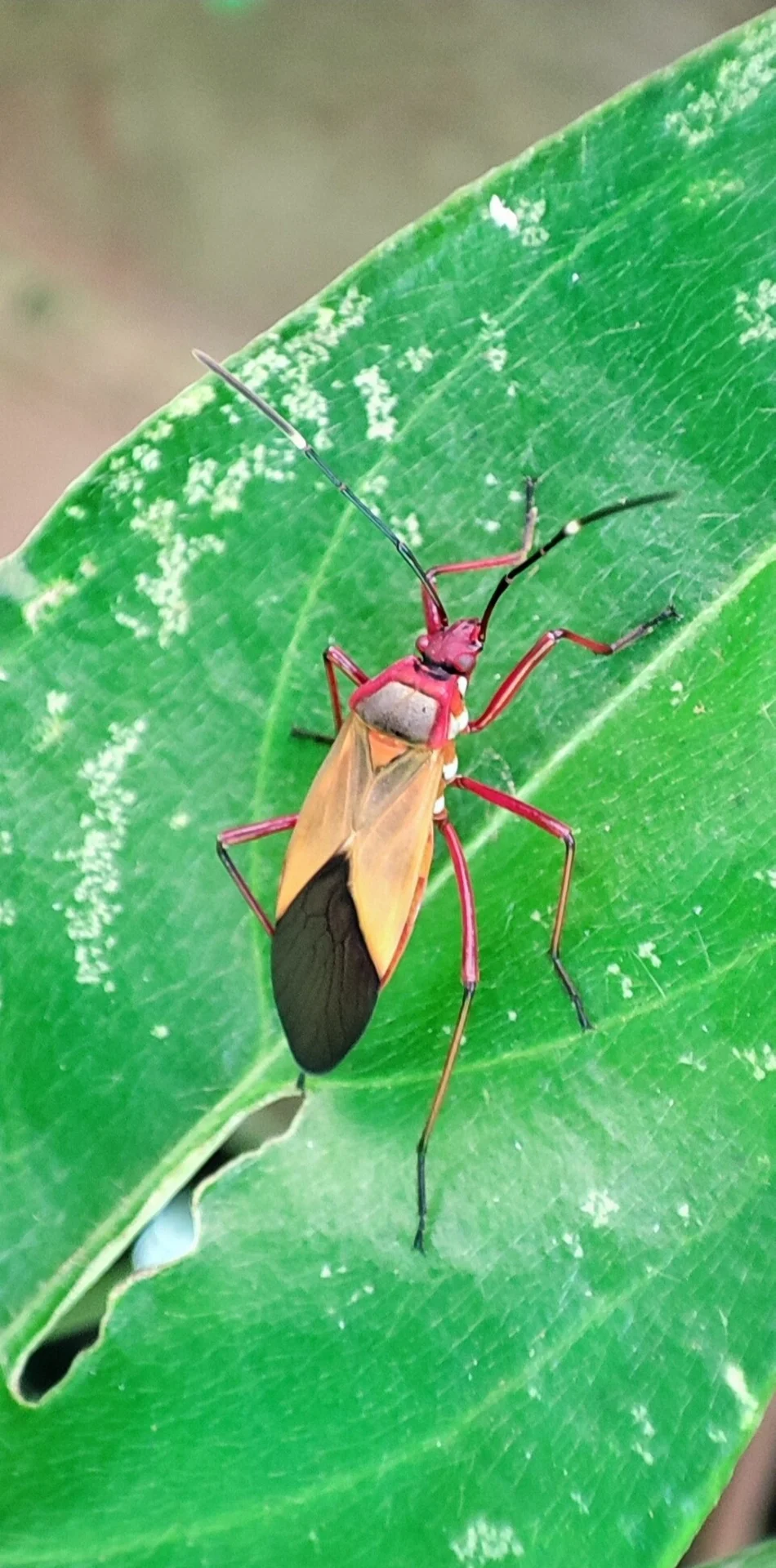 Cotton stainers