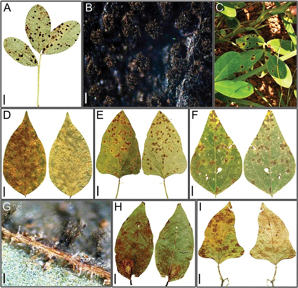 Angular leaf spot