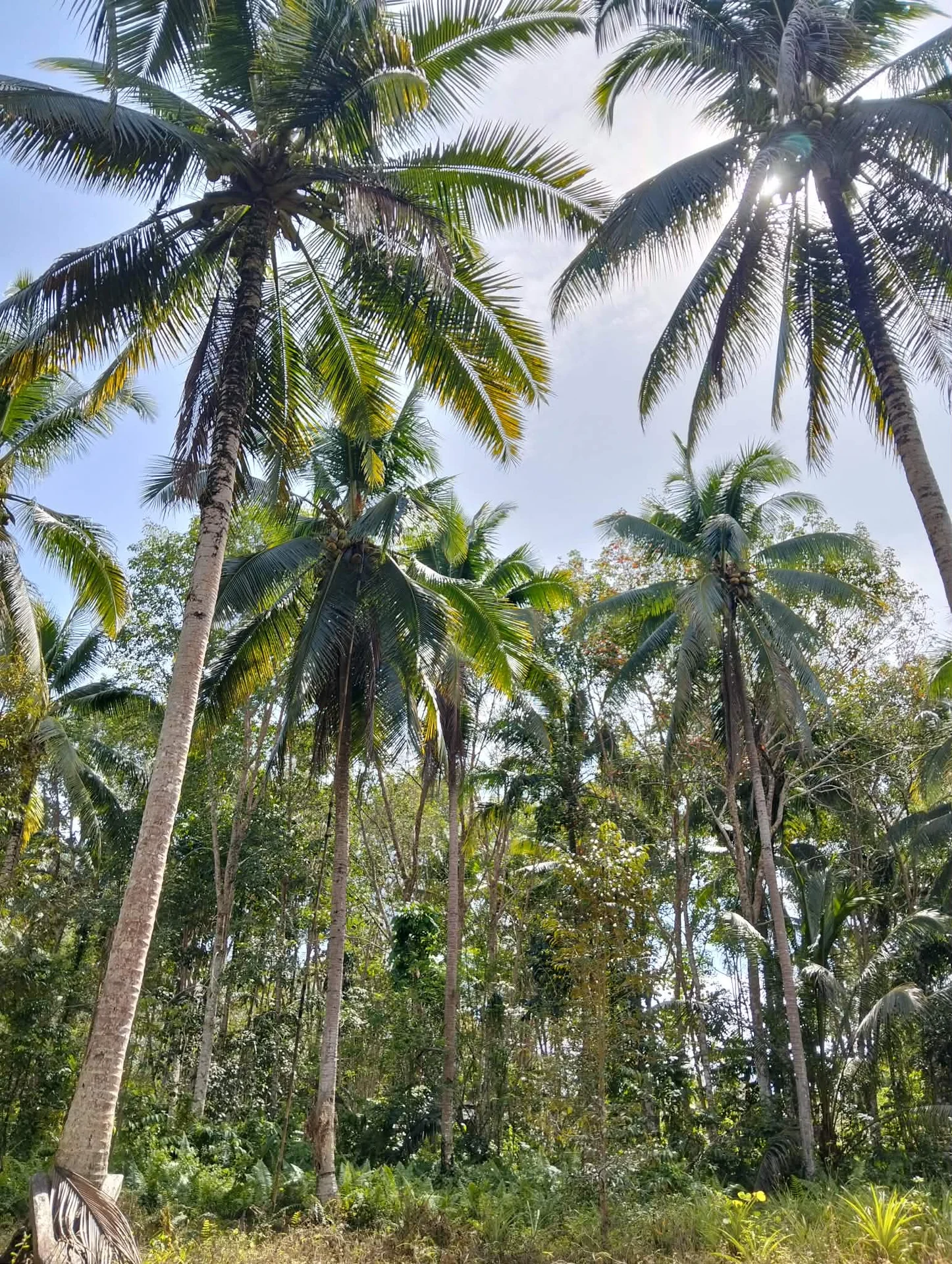 Tall coconut palms with nut clusters in a smallholder grove