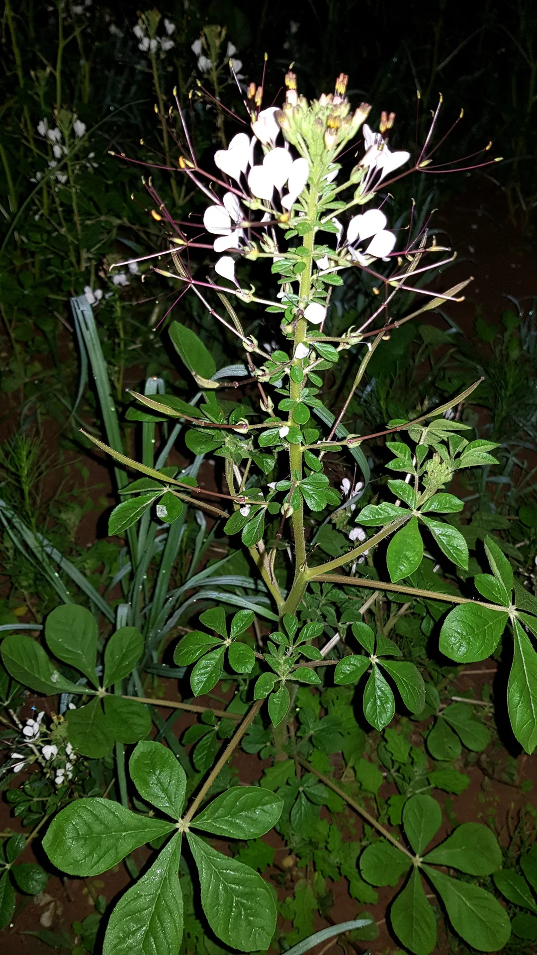 Whole spider plant showing the palmate leaves (usually 5 leaflets) that are eaten, with white flowers on top