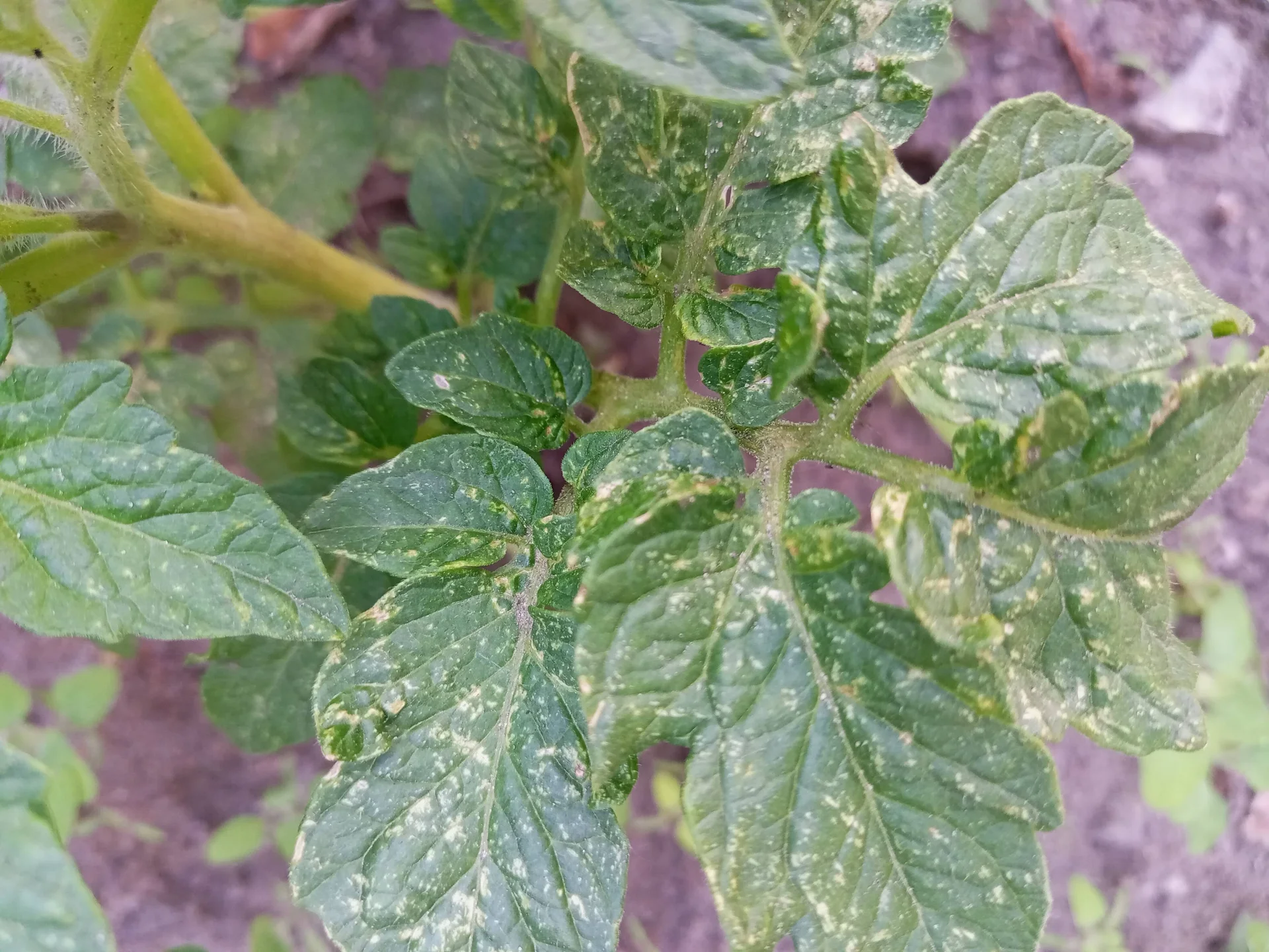 Leaves finely stippled with pale speckles from mite feeding, as if dusted with pale pepper, turning the foliage dull