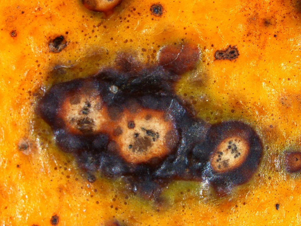 Citrus black spot lesions coalescing into a large dark sunken blotch on an orange rind