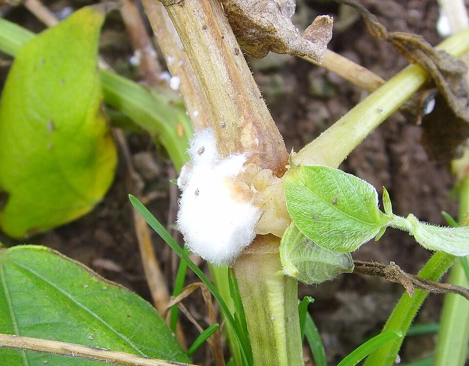 White, cotton-wool-like Sclerotinia mould growing on the stem of an infected plant in the field