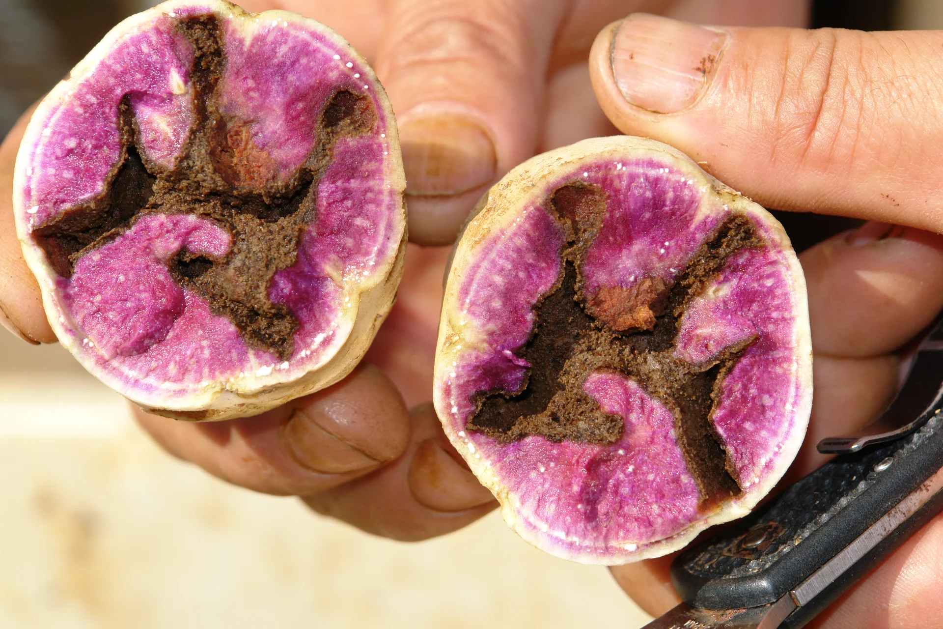 A sweet potato tuber cut open in the hand, its purple flesh riddled with dark brown frass-packed shoot-borer weevil tunnels