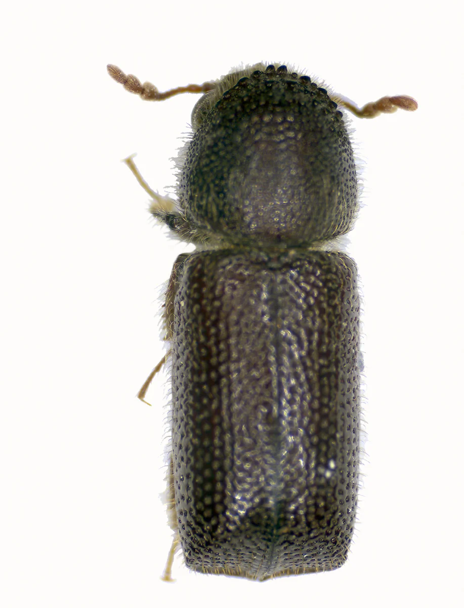 Larger grain borer