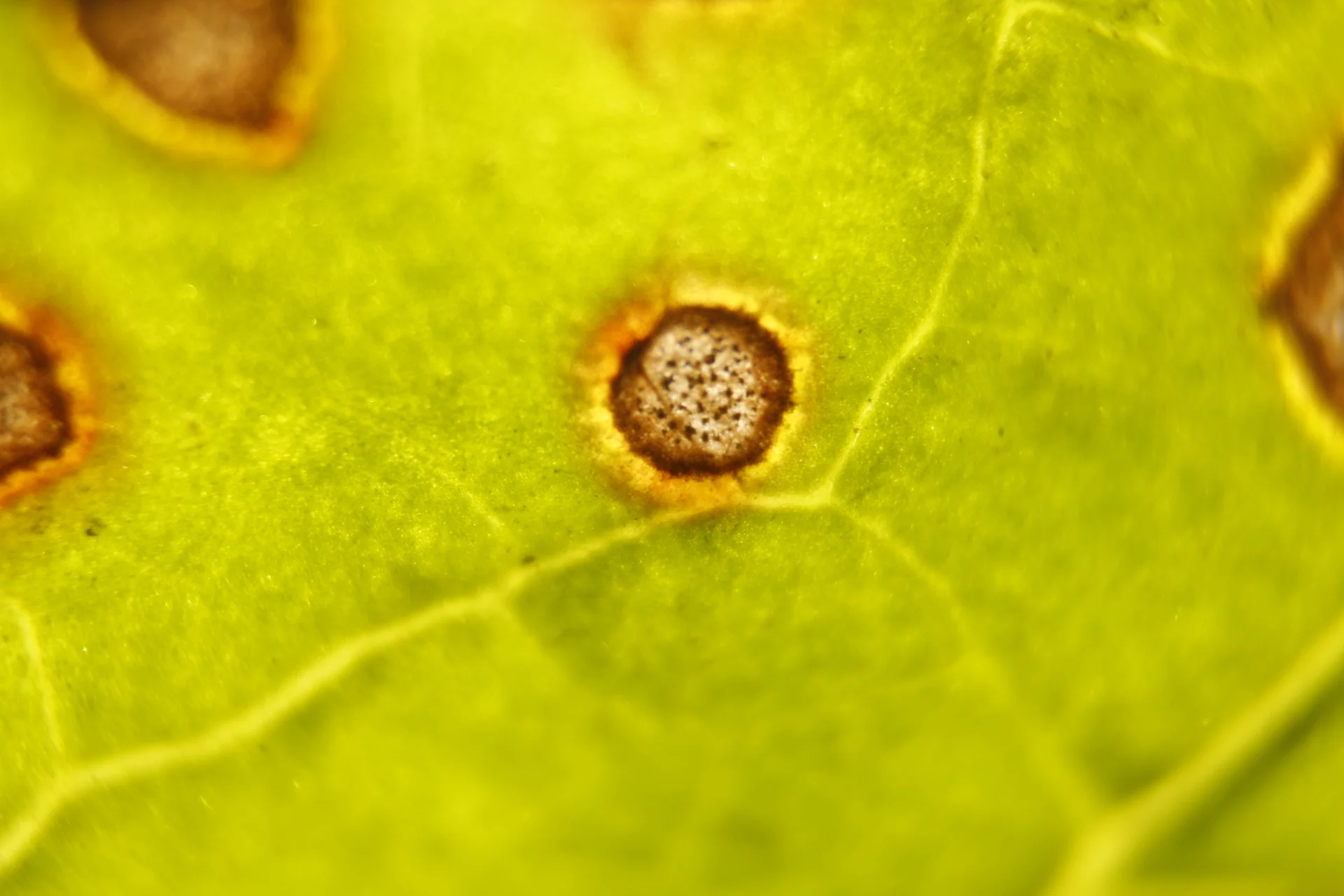 Close-up of a single Cercospora leaf spot on a beet leaf: ash-grey/tan centre dotted with tiny dark spore specks, ringed by a reddish-brown to yellow border.