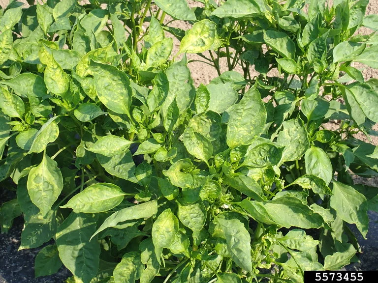 Chilli pepper plants in the field with bright yellow-green mosaic mottling across the leaves from virus infection