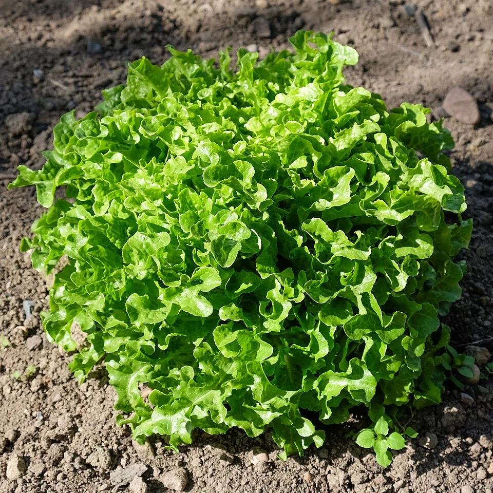 Lettuce