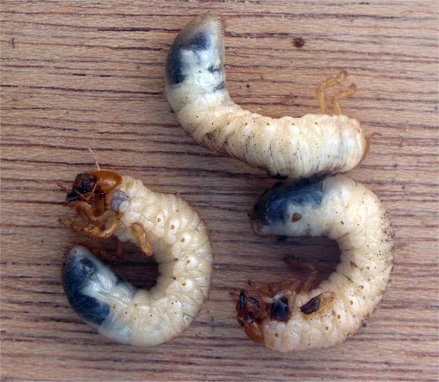 Three fat, cream-white C-shaped grubs with hard brown heads and legs near the front, dug from the soil