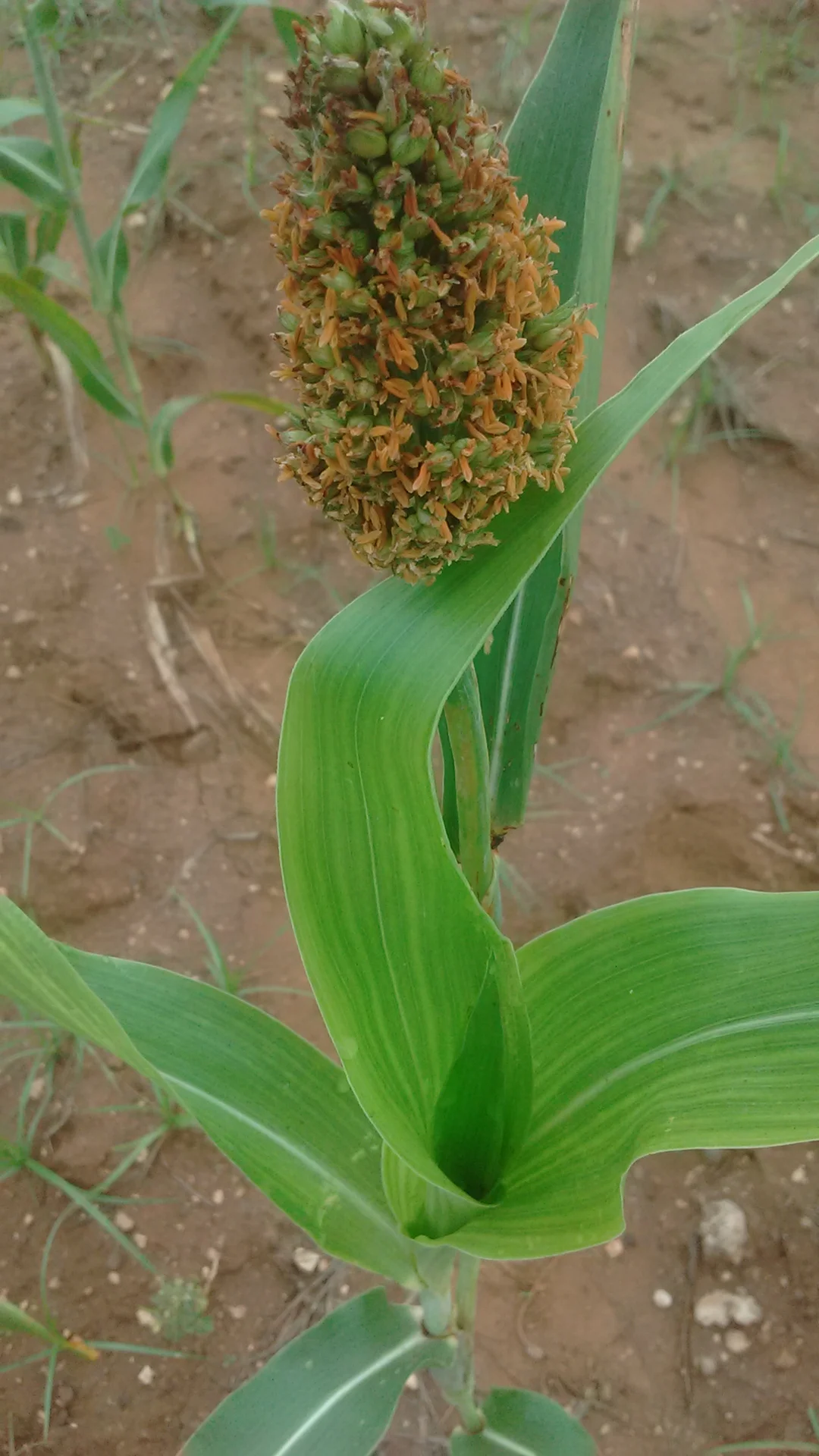 A single sorghum plant flowering in a smallholder field, its panicle carrying grain and orange anthers — the ripening head to inspect for grey-to-black head-smudge blotches on the glumes.
