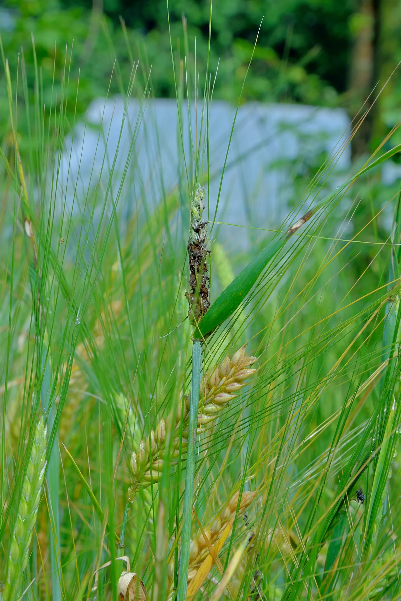 A loose-smut-infected barley head standing among healthy green heads in the field, showing the black destroyed head next to normal grain-filled ones