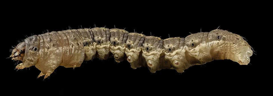 Cutworms