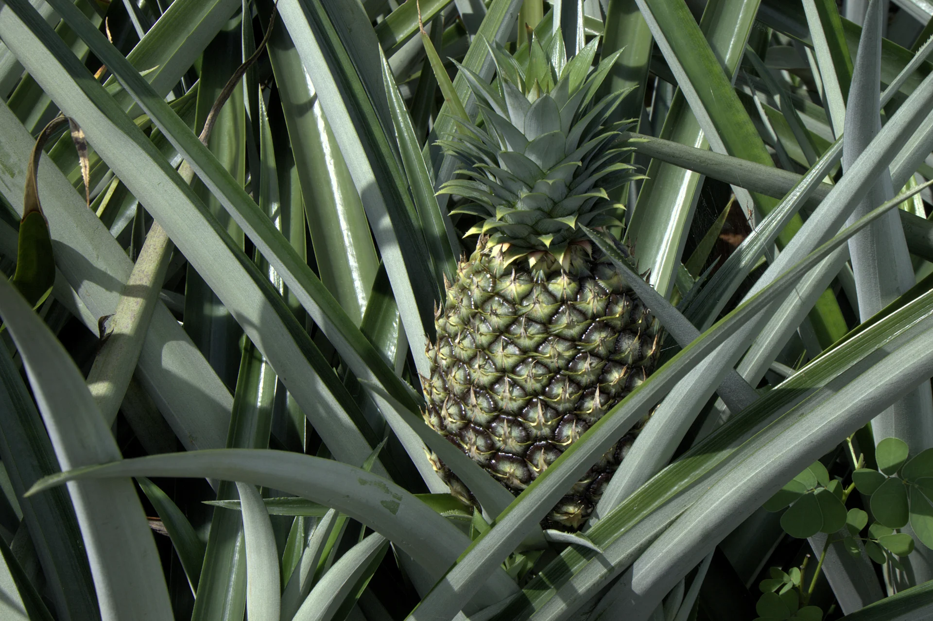 A developing pineapple fruit growing on the plant in the field, the crop and stage most at risk of fruitlet core rot from flowering onward.