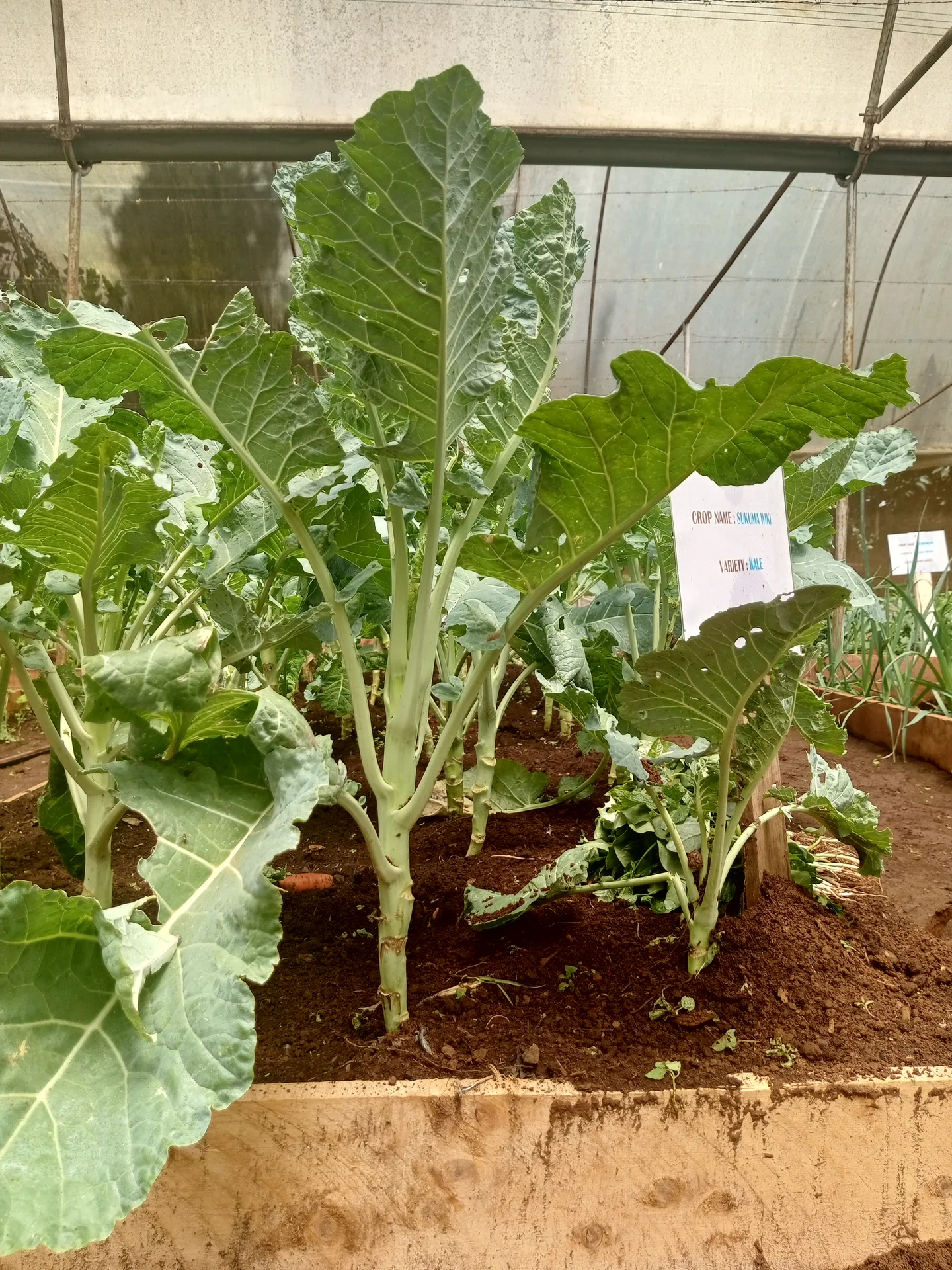 A bed of leafy sukuma wiki (kale / covo) plants growing in a plot, each a bare stalk topped with broad dark-green leaves