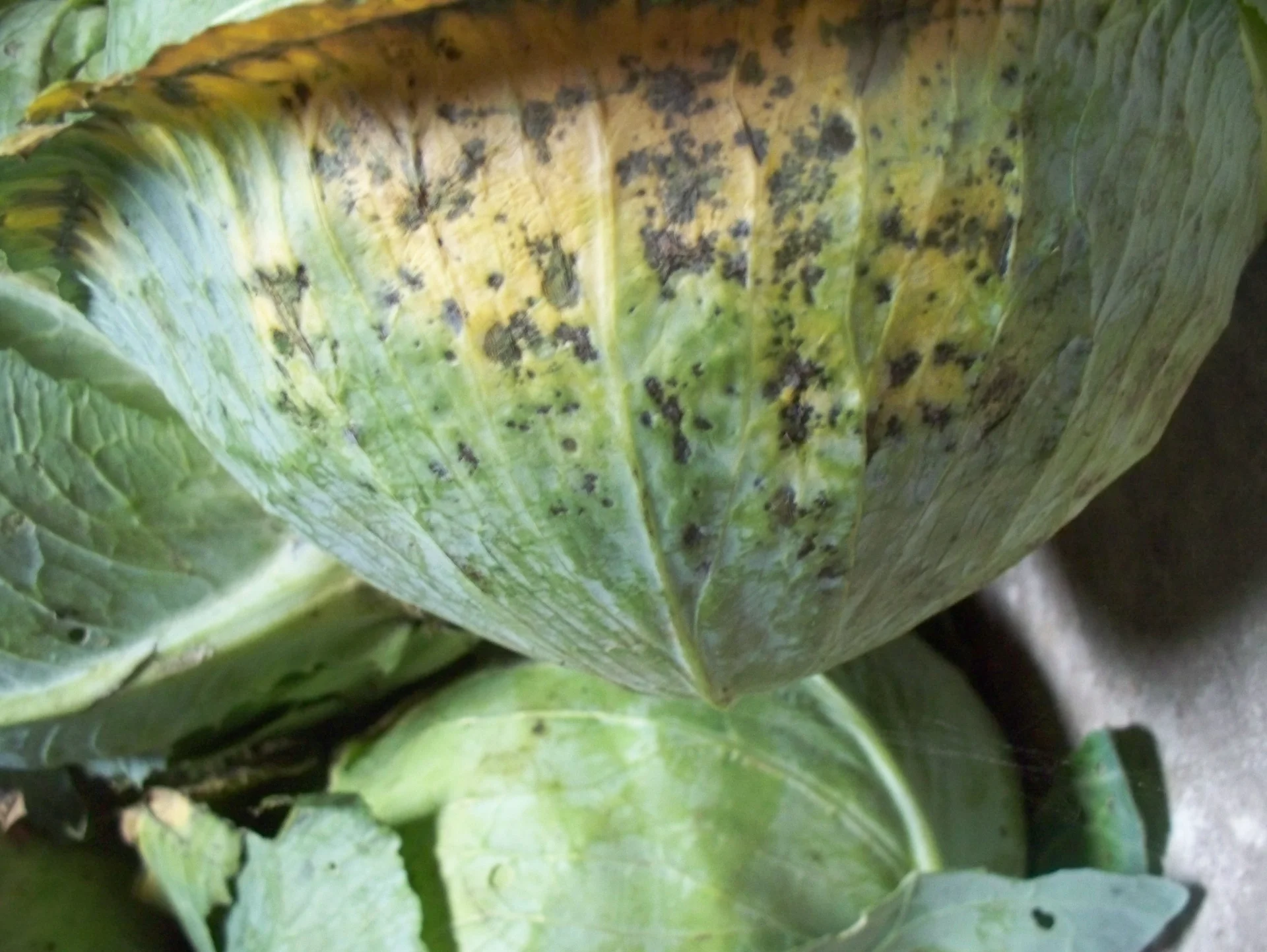 Dark black leaf-spot Alternaria symptoms and yellowing on an outer cabbage leaf