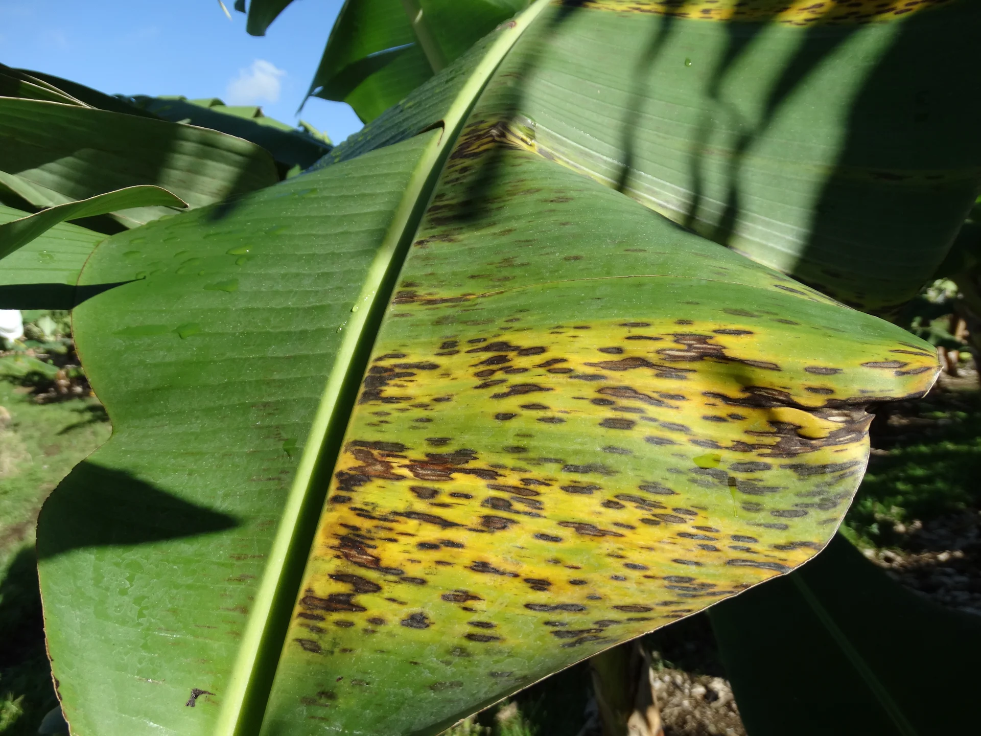 Banana leaf in the field covered with brown and black leaf spots merging into yellowing patches