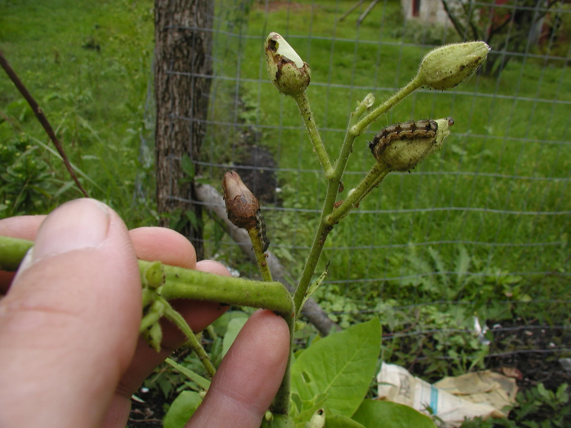 Striped tobacco budworm caterpillar feeding inside a bored, rotting flower bud on a tobacco plant, held in the field