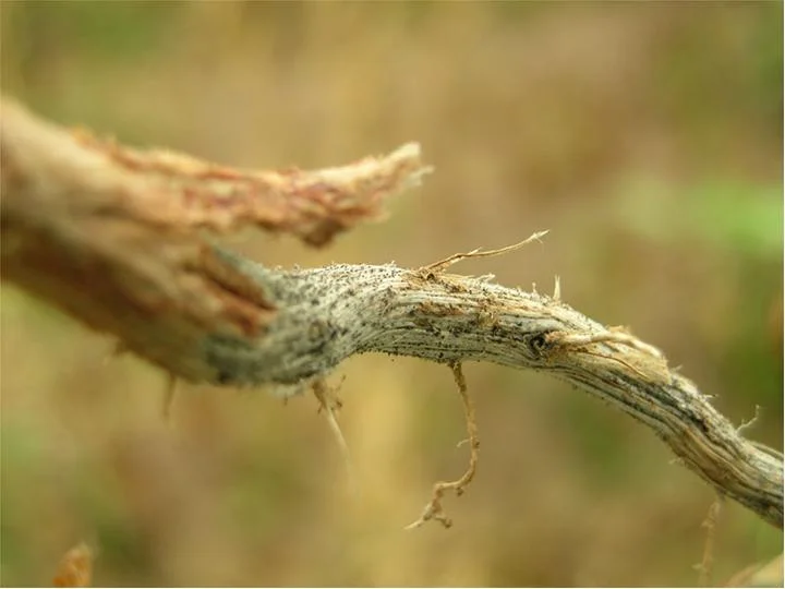 Silvery-grey, shredded and frayed mungbean stem and root dusted with tiny black charcoal-rot specks in the field