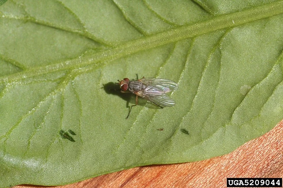 Beet leaf miner