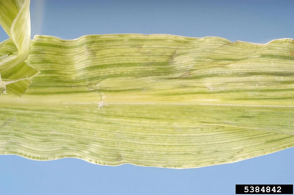 Sugarcane mosaic virus