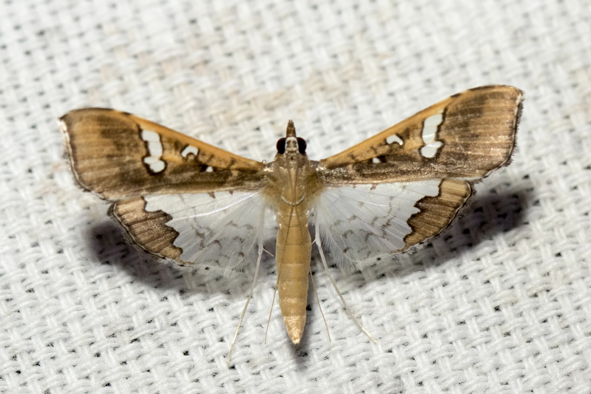 Adult legume pod borer moth with brown forewings marked with white patches and pearly-white hindwings edged in brown