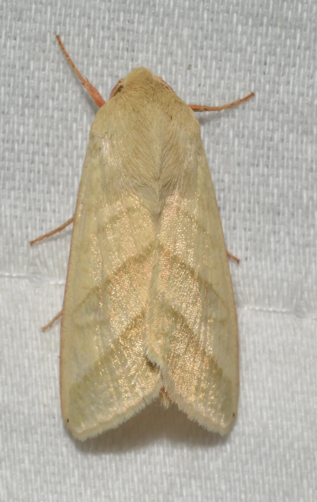 Adult tobacco budworm moth, buff-olive with faint oblique bands, resting on a light-trap sheet at night