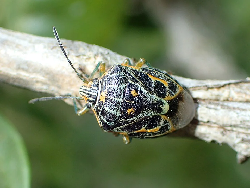Antestia bug