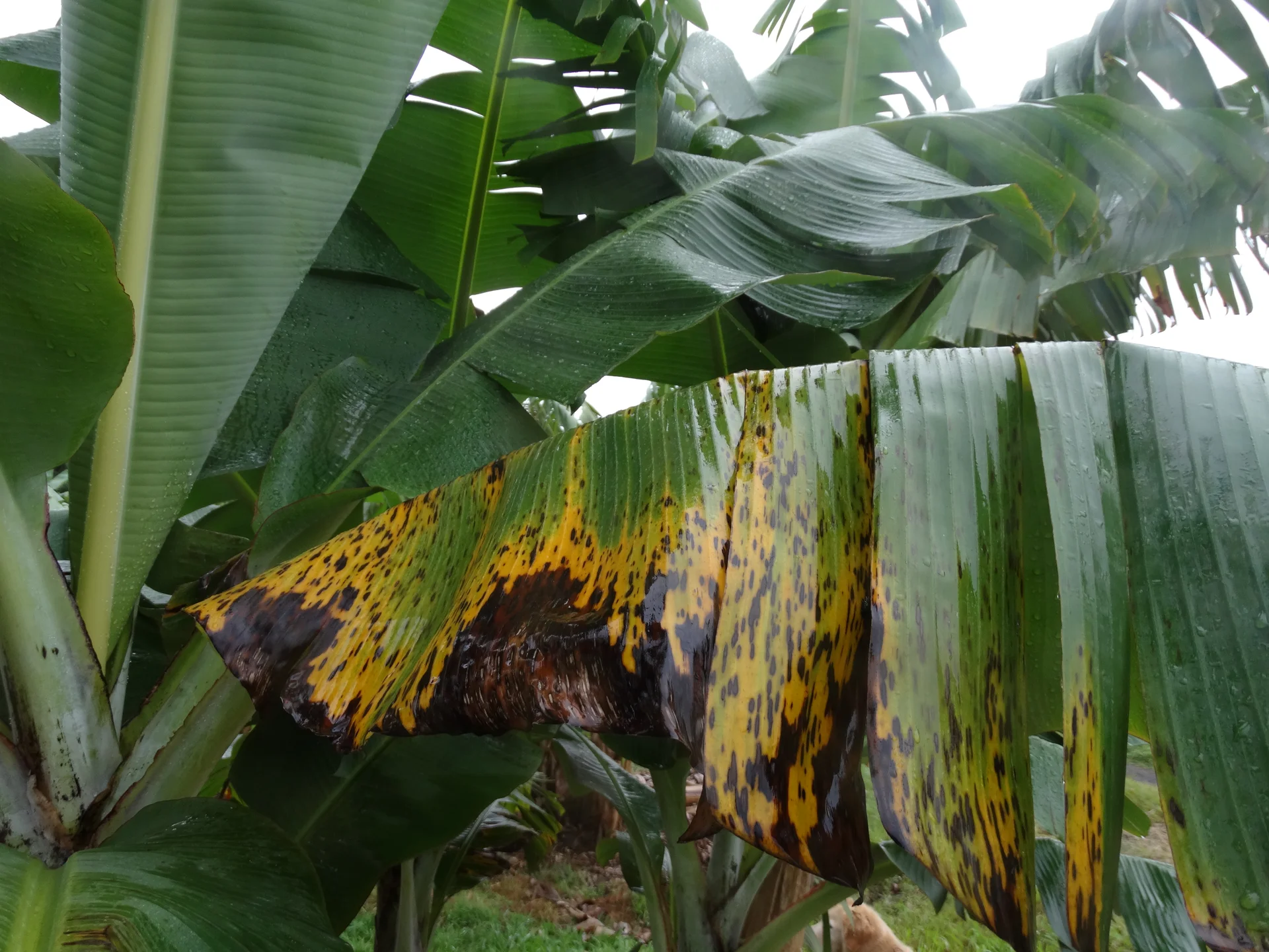 Advanced Black Sigatoka on a banana plant in the field: lower leaves blotched yellow and blackened, dying back across the canopy