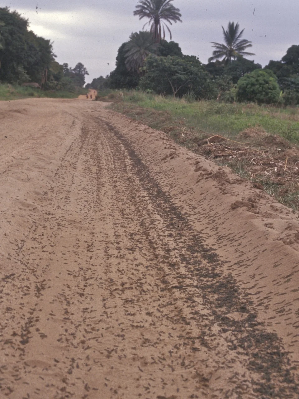 Thousands of dark African armyworm caterpillars marching in a dense front across a dirt road during an outbreak